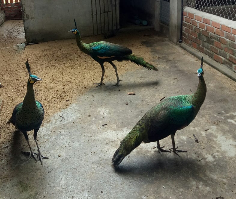 Blog Hoàng Nam Sơn: Gà tiền mặt vàng – loài "chim đặc biệt" cực đẹp của  Việt Nam