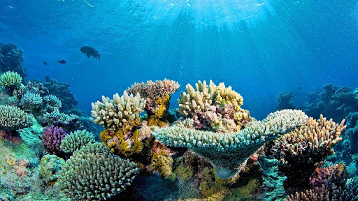 Các loài san hô thuộc Danh mục các loài nguy cấp, quý ,hiếm thuộc Nhóm I của Nghị định 26, chỉ được khai thác cho các mục đích bảo tồn, nghiên cứu khoa học, nghiên cứu tạo giống và hợp tác quốc tế