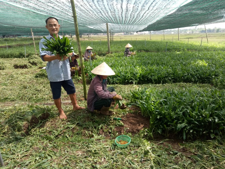 Anh Nguyễn Văn Hào kiểm tra thành phẩm ngò gai ở xã Tây An.