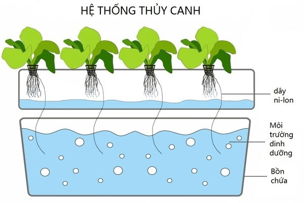 cách trồng cây thủy canh