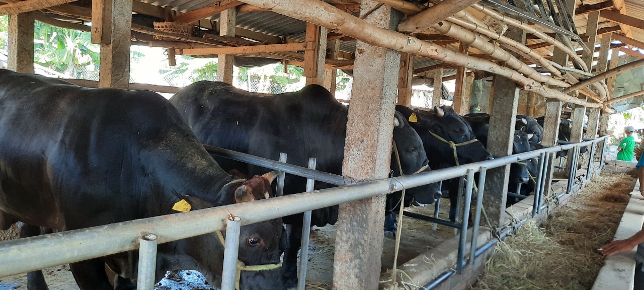 Mô hình liên kết sản xuất giúp nâng cao giá trị thịt bò vàng Hà Giang