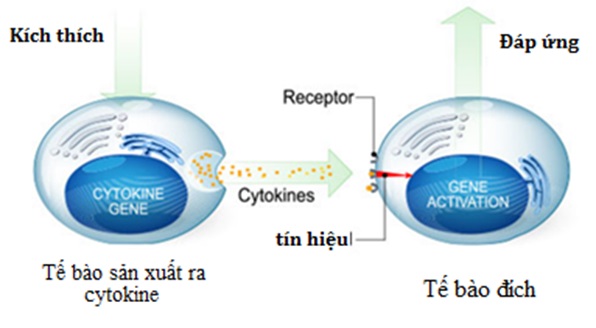 Cơn bão cytokine” - Sát thủ ở bệnh nhân nhiễm Covid-19