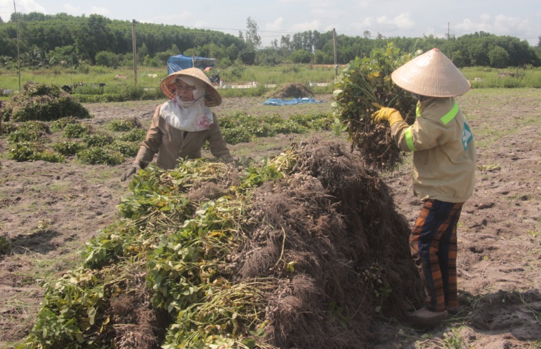 Nông dân thu hoạch lạc mô hình sản xuất lạc thích ứng biến đổi khí hậu  tại xã Bình Thuận (Tây Sơn, Bình Định)