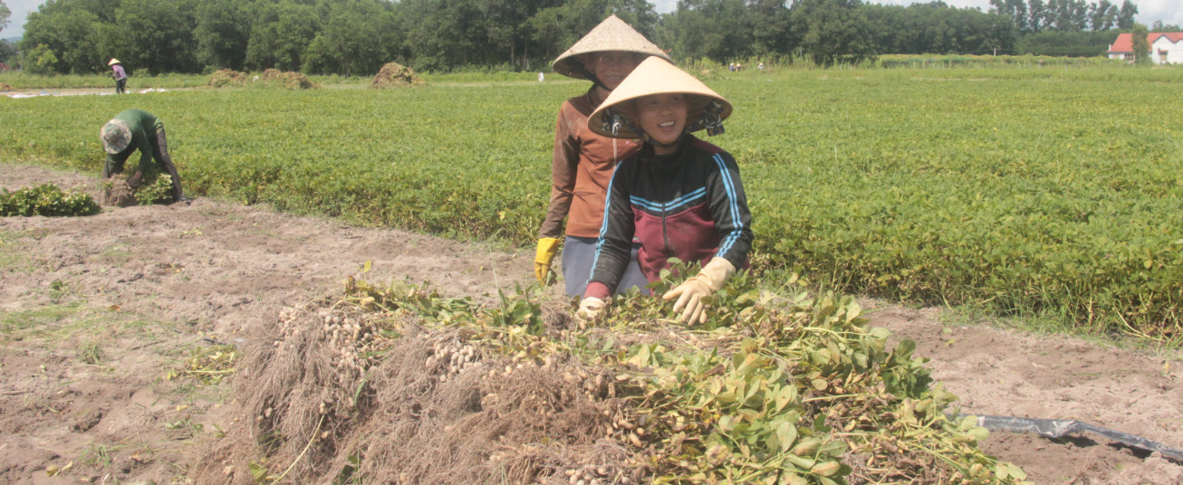Nông dân thu hoạch lạc mô hình sản xuất lạc thích ứng biến đổi khí hậu tại xã Bình Thuận (Tây Sơn, Bình Định)